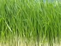 Grassroots