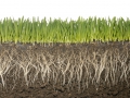 grassroots and soil