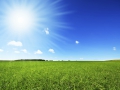 fresh green grass with bright blue sky