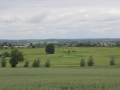 golfing-next-to-a-crop-of-wheat-sweden